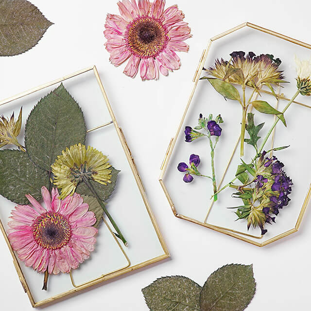 pressed flowers in glass frames